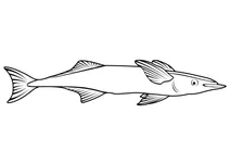 Ремора звичайна (remora remora)