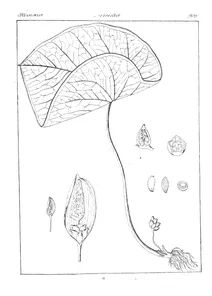 Remusatia vivipara