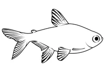 Рентген-тетра (pristella maxillaris)