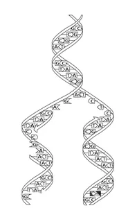 Реплікація днк