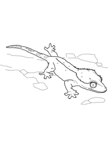Rhacodactylus ciliatus
