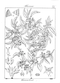 Rhamnus hirsuta