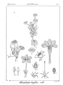 Rhamphiarpa longiflora