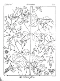 Rhaphidospora glabra