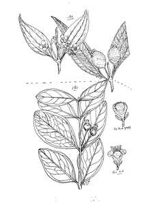 Rhodamnia blairiana і eugenia carissoides