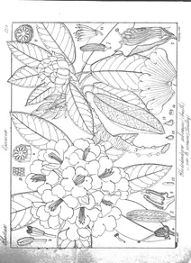 Rhododendron arboreum sm var. roseum
