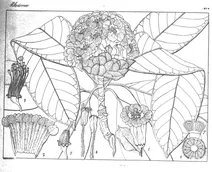 Rhododendron grande