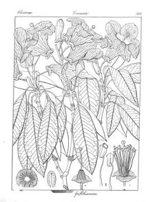 Rhododendron griffithianum
