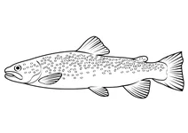 Річкова форель (salmo trutta fario)