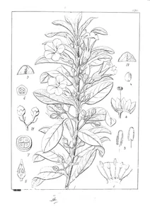 Rivea cuneata і argyreia cuneata