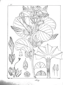 Rivea ornata