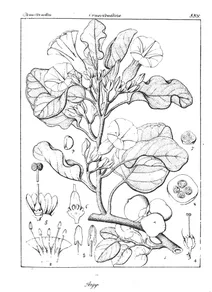 Rivea pomacea і argyreia pomacea