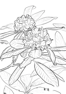 Рододендрон широколистий (лат. rhododéndron macrophýllum)
