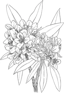 Рододендрон широколистий (лат. rhododndron mximum)