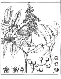 Родосфаера родантема, 1904-1922