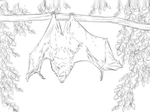 Родрігеський крилан (лат. pteropus rodricensis)