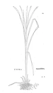 Рогіз (typha)