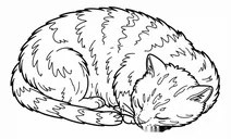 Rolled-up, sleeping cat