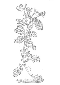 Ромашка (matricaria)