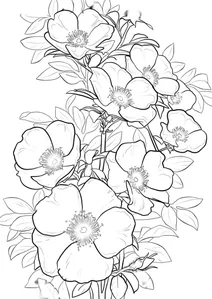 Rosa laevigata