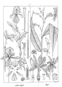 Roscoea alpina і roscoea lutea