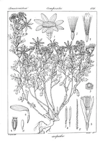 Рослина doronicum rupestre