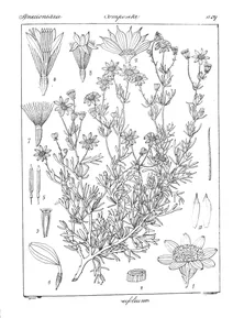 Рослина doronicum tenuifolium