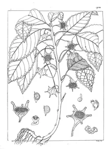 Рослина dorstenia indica