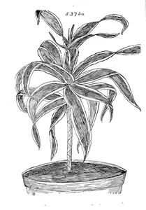 Рослина dracaena angustifolia