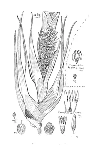 Рослина dracophyllum sayeri