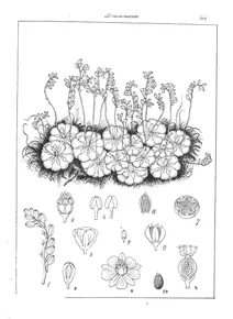 Рослина drosera burmannii