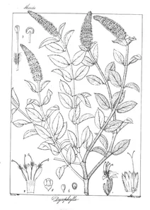 Рослина dysophylla auricularia