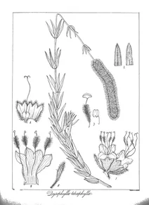 Рослина dysophylla tetraphylla
