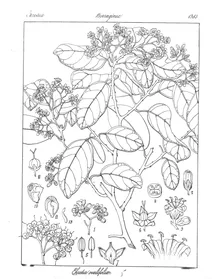 Рослина ehretia ovalifolia
