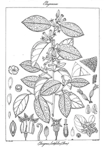 Рослина elaeagnus latifolia