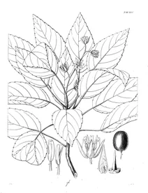 Рослина elaeocarpus bifidus