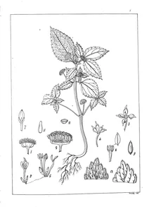 Рослина elatostema ovata