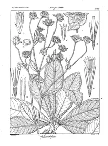 Рослина elephantopus scaber