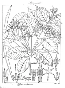 Рослина ellertonia rheedii