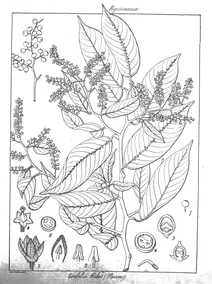 Рослина embelia ribes