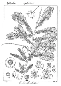 Рослина emblica officinalis