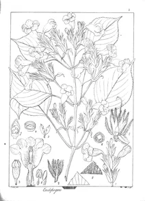 Рослина endopogon versicolor