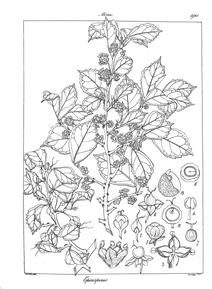 Рослина epicarpurus orientalis