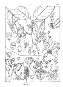 Рослина epicarpurus spinosus
