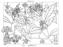 Рослина epigynum griffithianum