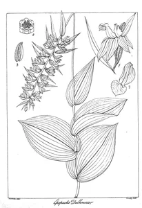 Рослина epipactis dalhousie