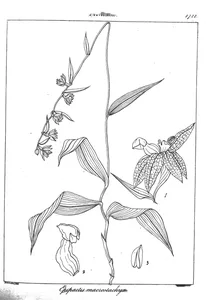Рослина epipactis macrostachya