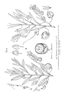 Рослина eremophila maculata