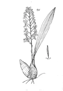Рослина eria fitzalanii