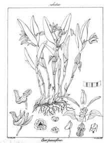 Рослина eria pauciflora